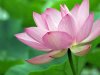 beautiful-red-lotus-official-country-flower-vietnam.jpg
