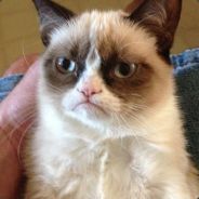The Grumpiest Cat
