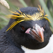 Prof. Penguin phD