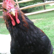 Cockadoodledoo