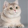 Professor Whiskers