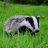 Mafia Badger