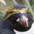 Prof. Penguin phD